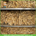 Jinxiang Fresh Ginger And Garlic